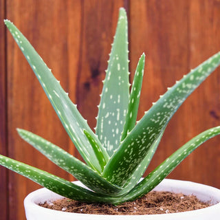 Aloe Vera