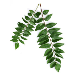 Curry Leaves