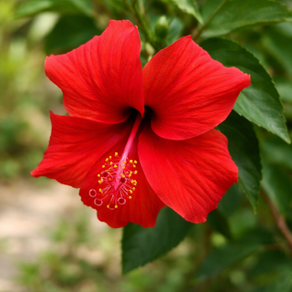 Hibiscus Flower