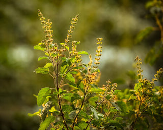 Thulasi