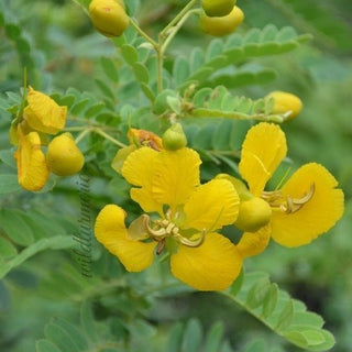 Avarampoo