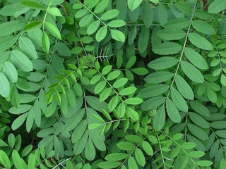 Indigo (Aruvi)