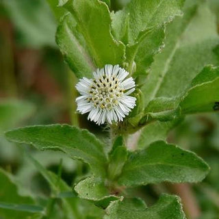 White Bhringaraj (White Karisalankanni)